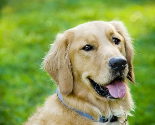 tips for drooling pets