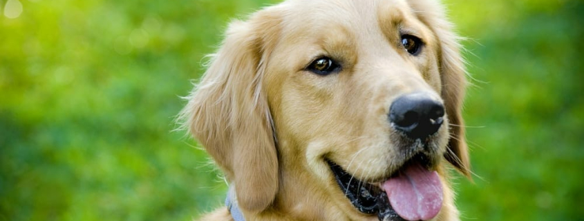 tips for drooling pets