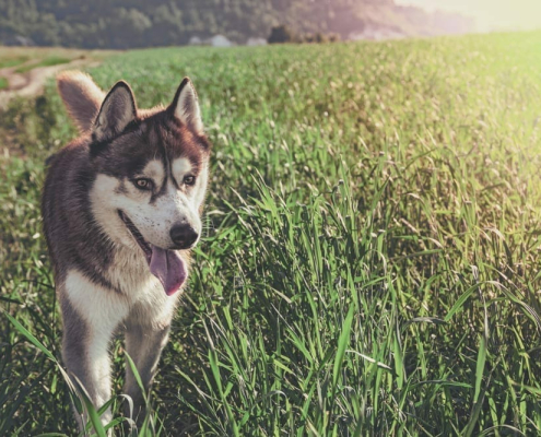 what causes face staining in your pet