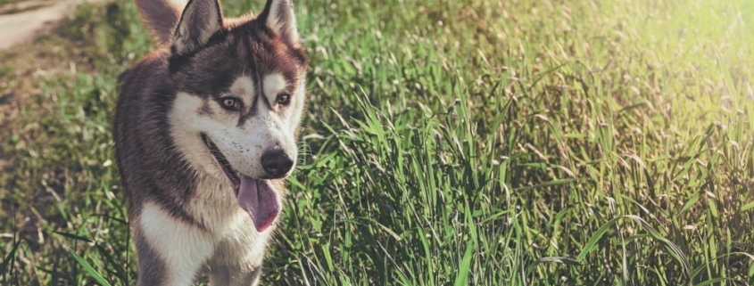 what causes face staining in your pet