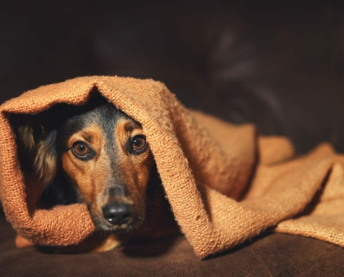 anxiety disorder in pets