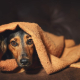 anxiety disorder in pets