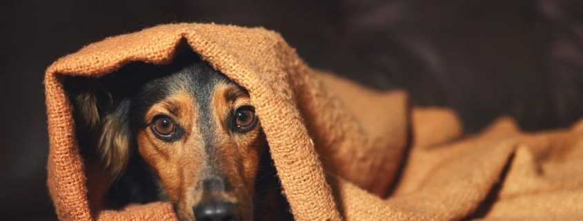 anxiety disorder in pets