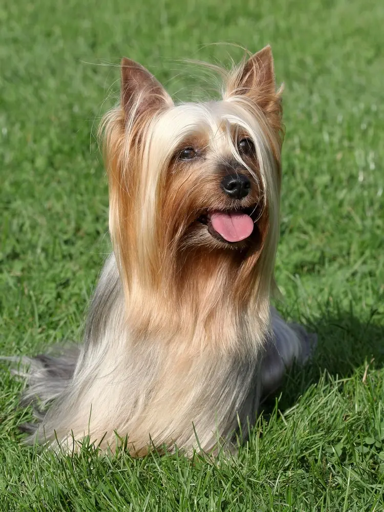 Australian Silky Terrier min Australian Silky Terrier min
