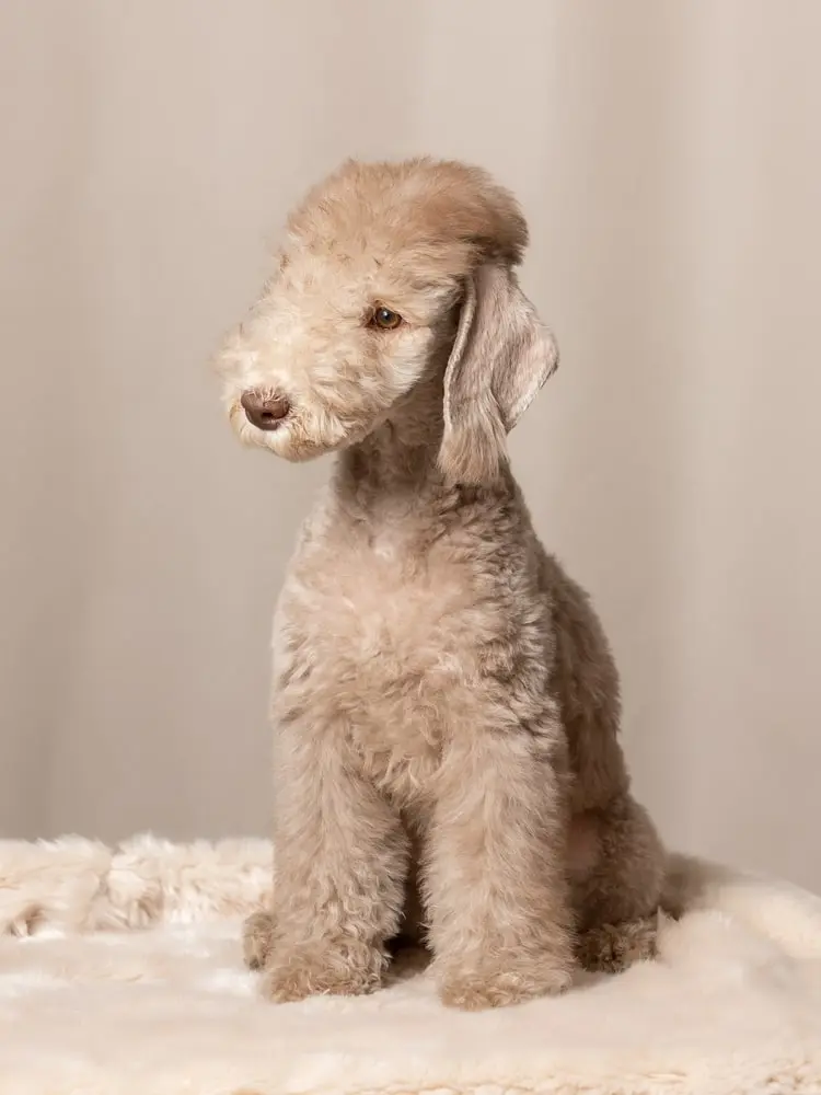 Bedlington Terrier min Bedlington Terrier min