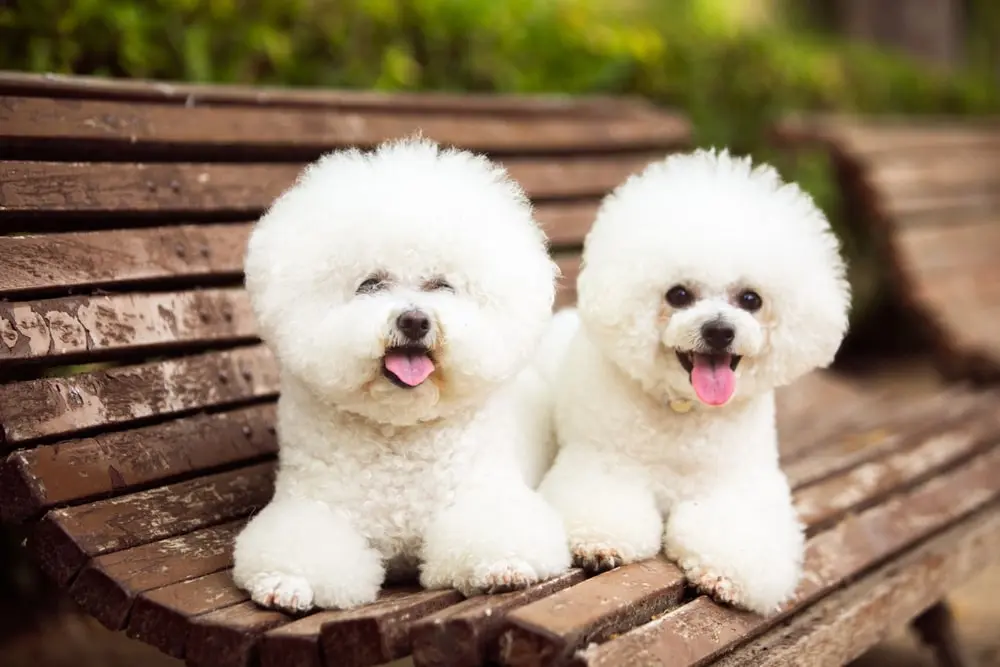 Bichon Frise min Bichon Frise min