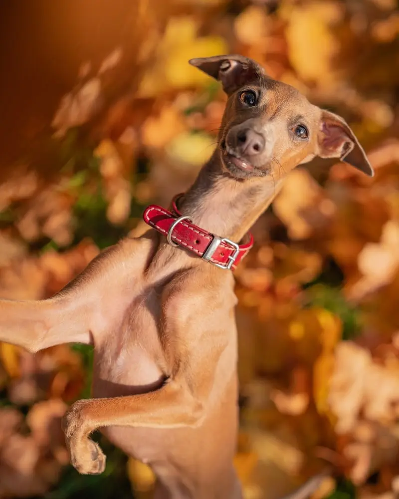 Italian Greyhound min Italian Greyhound min