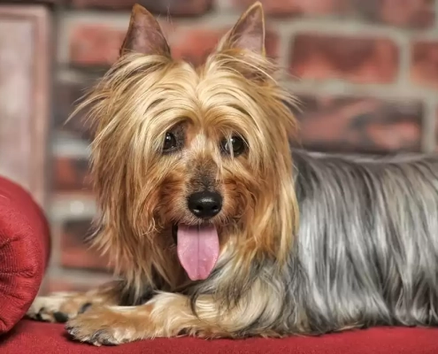 small low-shedding dog breeds