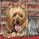 small low-shedding dog breeds