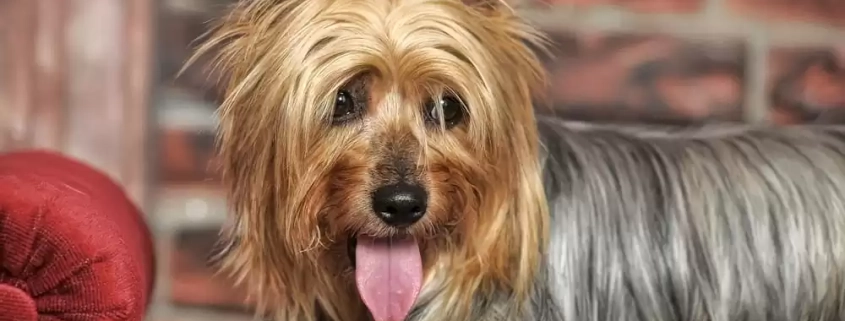 small low-shedding dog breeds