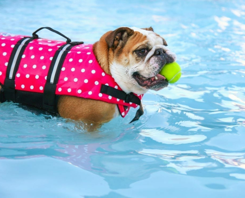 doggy shirts and dresses
