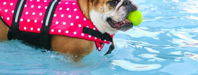 doggy shirts and dresses