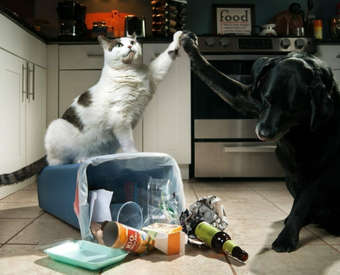 garbage and our pets