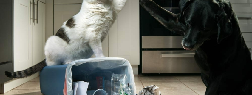 garbage and our pets