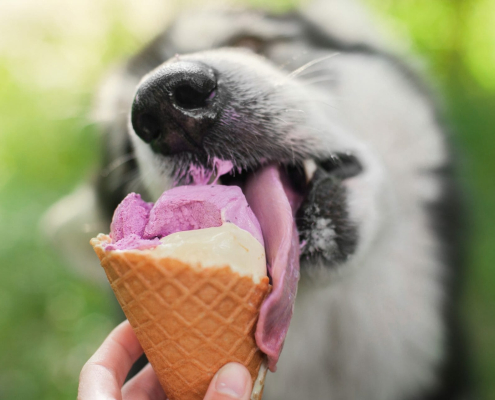 Xylitol Warning - Dog