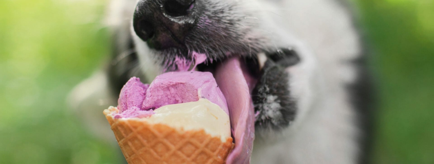 Xylitol Warning - Dog