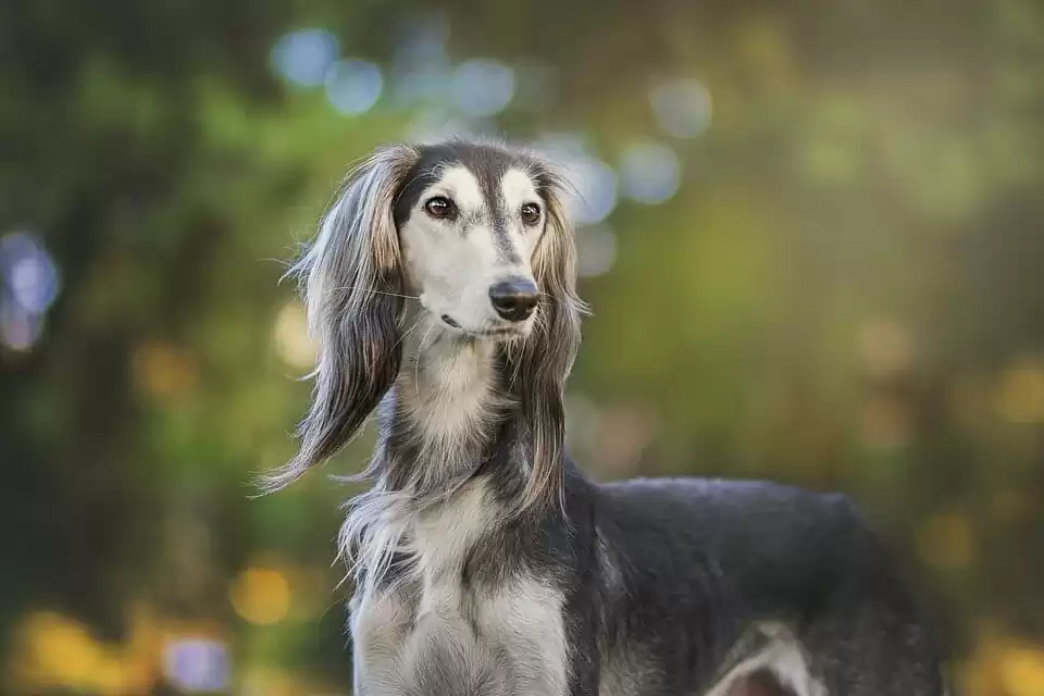 Saluki - large dogs that do not shed