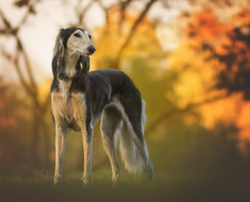 Top 10 Large non shedding dog breeds