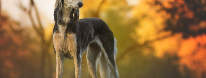 Top 10 Large non shedding dog breeds