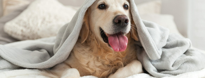 Best Pet Insurance for Dogs