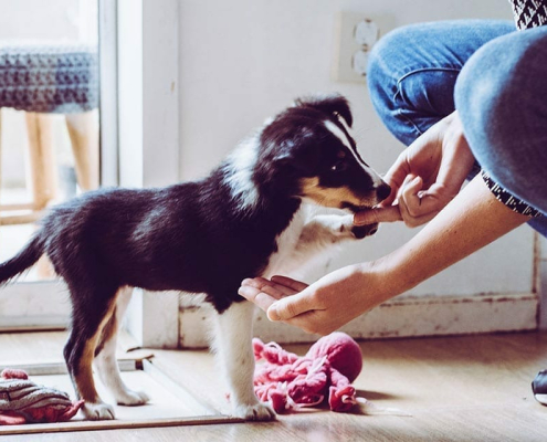 house training your puppy