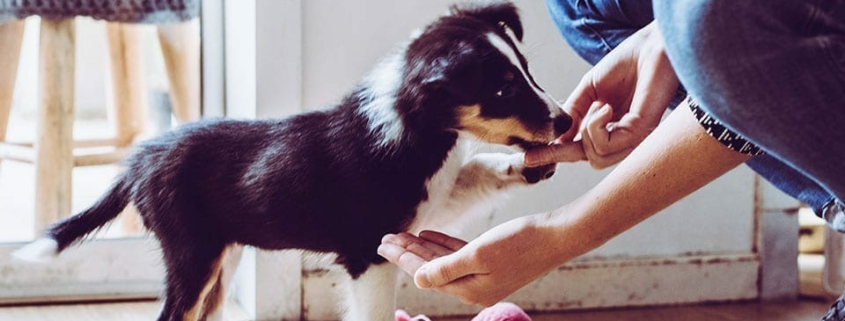 house training your puppy