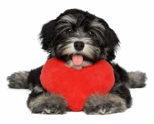 flowers that are highly toxic to pets