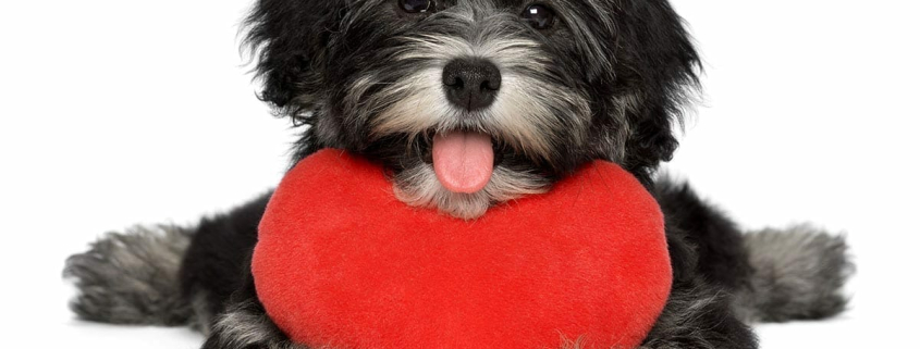 flowers that are highly toxic to pets