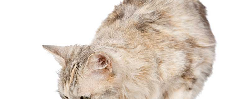 what is the best diet for a cat