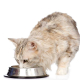 what is the best diet for a cat
