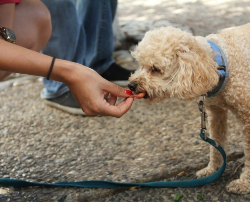 What can dogs not eat