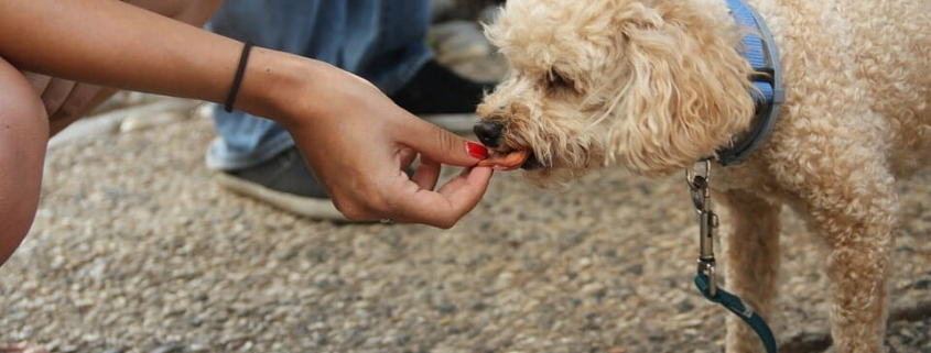 What can dogs not eat