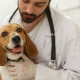 Veterinary Stress