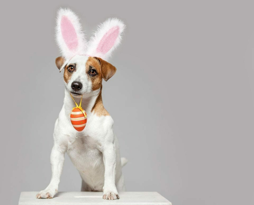 why chocolates are bad for pets