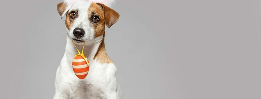 why chocolates are bad for pets