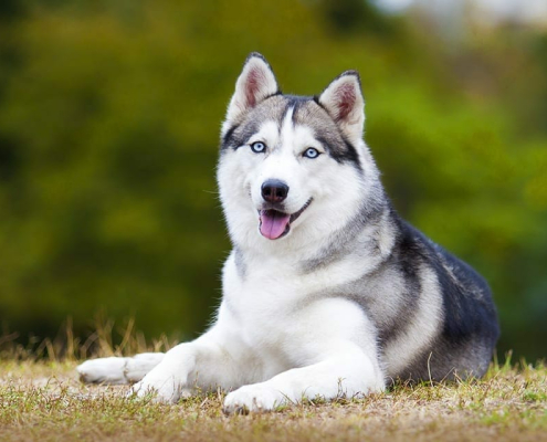Top 10 Adventure Seeking Dog Breeds