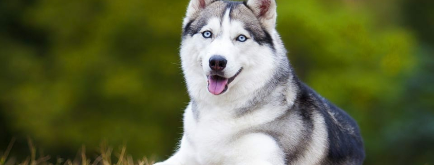 Top 10 Adventure Seeking Dog Breeds