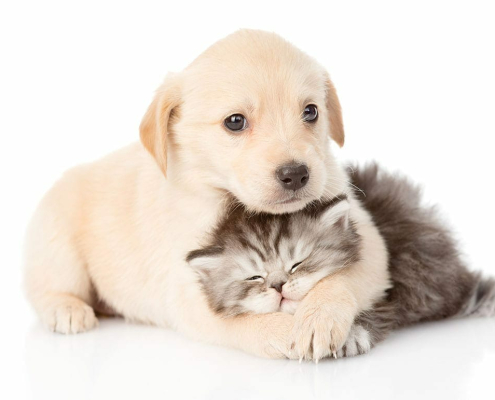 Is Pet Insurance Worth It for a Puppy or Kitten