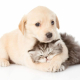 Is Pet Insurance Worth It for a Puppy or Kitten