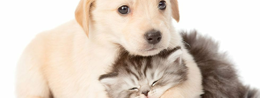 Is Pet Insurance Worth It for a Puppy or Kitten
