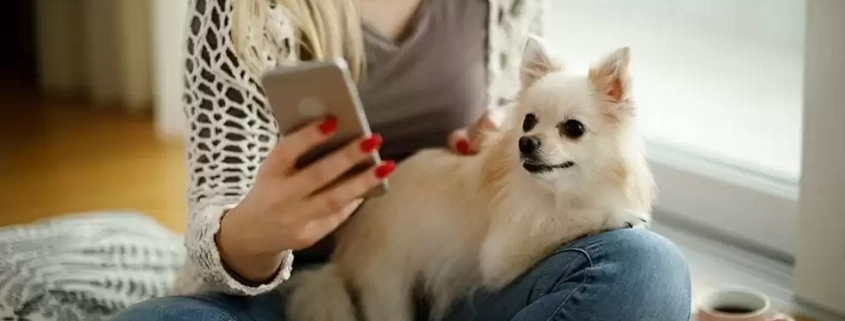 Top 10 Pet Apps 2019
