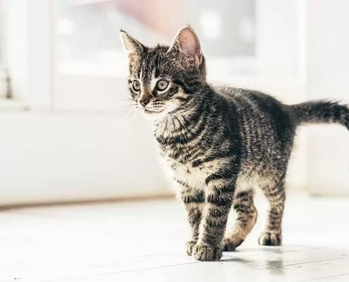 Top Tips for Moving with Pets