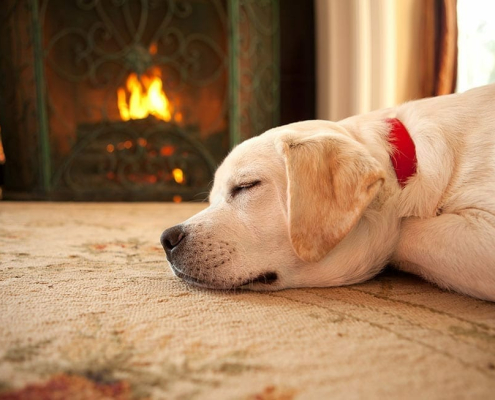 300 Increase in Pet Burns Over Winter
