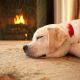 300 Increase in Pet Burns Over Winter