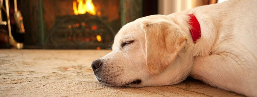 300 Increase in Pet Burns Over Winter