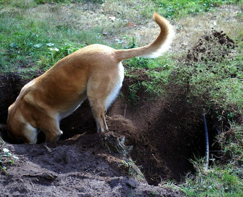 Dog Behaviour Problems