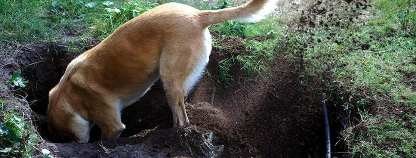 Dog Behaviour Problems