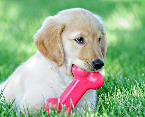 How to Help a Teething Puppy