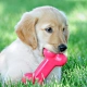How to Help a Teething Puppy