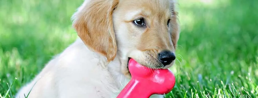 How to Help a Teething Puppy